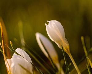 Preview wallpaper snowdrops, flowers, greenery, macro