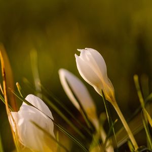 Preview wallpaper snowdrops, flowers, greenery, macro