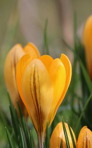 Preview wallpaper snowdrops, flowers, macro