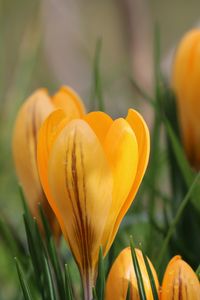 Preview wallpaper snowdrops, flowers, macro