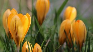 Preview wallpaper snowdrops, flowers, macro