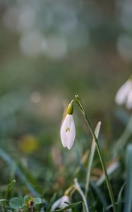 Preview wallpaper snowdrops, flowers, macro, spring