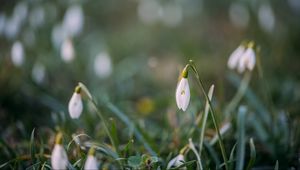 Preview wallpaper snowdrops, flowers, macro, spring