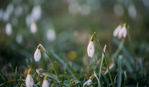 Preview wallpaper snowdrops, flowers, macro, spring