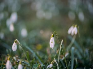 Preview wallpaper snowdrops, flowers, macro, spring