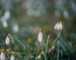 Preview wallpaper snowdrops, flowers, macro, spring