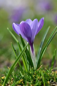 Preview wallpaper snowdrops, flowers, meadow, grass