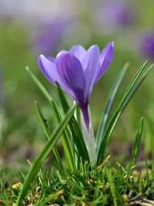 Preview wallpaper snowdrops, flowers, meadow, grass