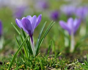 Preview wallpaper snowdrops, flowers, meadow, grass