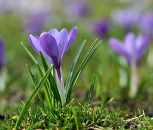 Preview wallpaper snowdrops, flowers, meadow, grass