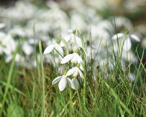 Preview wallpaper snowdrops, flowers, petals, grass, spring