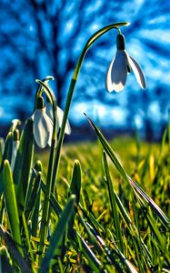 Preview wallpaper snowdrops, flowers, plant, spring, macro