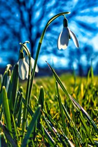 Preview wallpaper snowdrops, flowers, plant, spring, macro