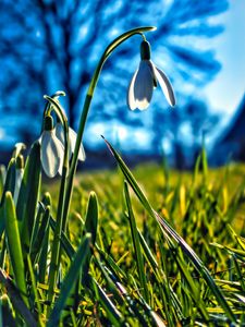 Preview wallpaper snowdrops, flowers, plant, spring, macro