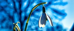 Preview wallpaper snowdrops, flowers, plant, spring, macro