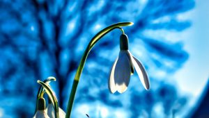 Preview wallpaper snowdrops, flowers, plant, spring, macro