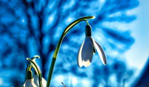 Preview wallpaper snowdrops, flowers, plant, spring, macro