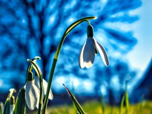 Preview wallpaper snowdrops, flowers, plant, spring, macro