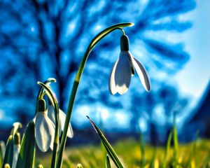 Preview wallpaper snowdrops, flowers, plant, spring, macro