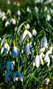 Preview wallpaper snowdrops, flowers, plants, spring, macro