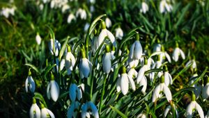 Preview wallpaper snowdrops, flowers, plants, spring, macro