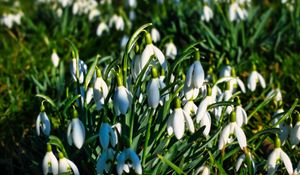 Preview wallpaper snowdrops, flowers, plants, spring, macro