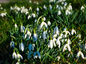 Preview wallpaper snowdrops, flowers, plants, spring, macro