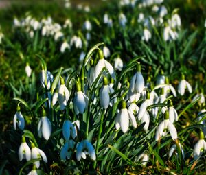 Preview wallpaper snowdrops, flowers, plants, spring, macro