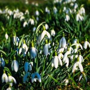 Preview wallpaper snowdrops, flowers, plants, spring, macro