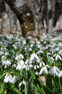 Preview wallpaper snowdrops, flowers, plants, spring