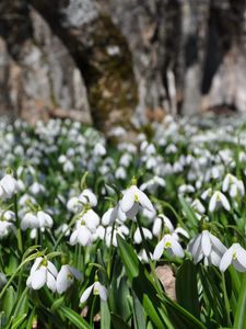 Preview wallpaper snowdrops, flowers, plants, spring