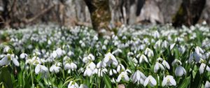 Preview wallpaper snowdrops, flowers, plants, spring