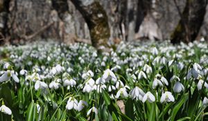 Preview wallpaper snowdrops, flowers, plants, spring