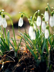 Preview wallpaper snowdrops, flowers, primroses, spring, leaves, earth