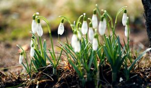Preview wallpaper snowdrops, flowers, primroses, spring, leaves, earth
