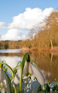 Preview wallpaper snowdrops, flowers, river, trees