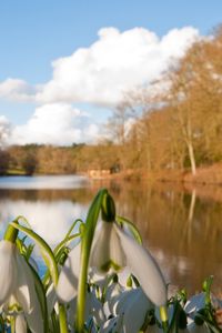 Preview wallpaper snowdrops, flowers, river, trees