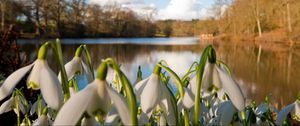 Preview wallpaper snowdrops, flowers, river, trees