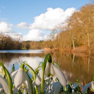 Preview wallpaper snowdrops, flowers, river, trees