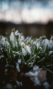 Preview wallpaper snowdrops, flowers, snow, spring, macro