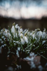 Preview wallpaper snowdrops, flowers, snow, spring, macro