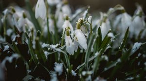 Preview wallpaper snowdrops, flowers, snow, spring, macro