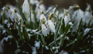 Preview wallpaper snowdrops, flowers, snow, spring, macro