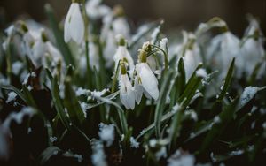 Preview wallpaper snowdrops, flowers, snow, spring, macro