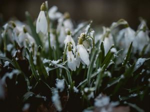 Preview wallpaper snowdrops, flowers, snow, spring, macro