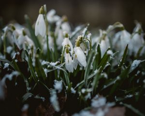 Preview wallpaper snowdrops, flowers, snow, spring, macro