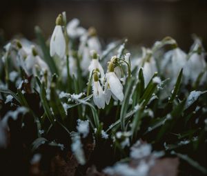 Preview wallpaper snowdrops, flowers, snow, spring, macro