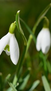 Preview wallpaper snowdrops, flowers, spring