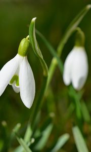 Preview wallpaper snowdrops, flowers, spring