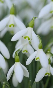 Preview wallpaper snowdrops, flowers, spring, white, green, blur